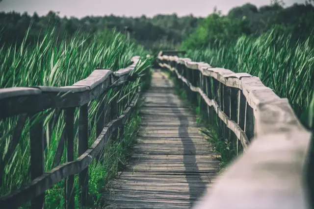 A woman walking a sunlit boardwalk path.