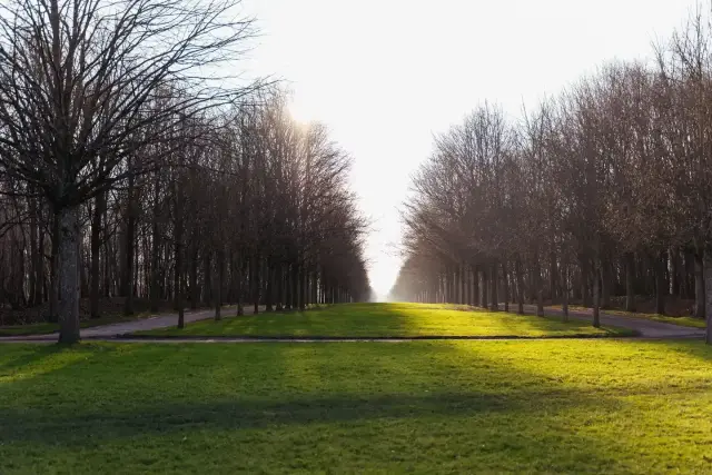 A calm tree-lined avenue with sunlight breaking through at the far end.