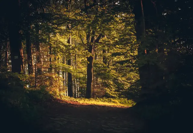 A quiet forest path in warm autumn light.