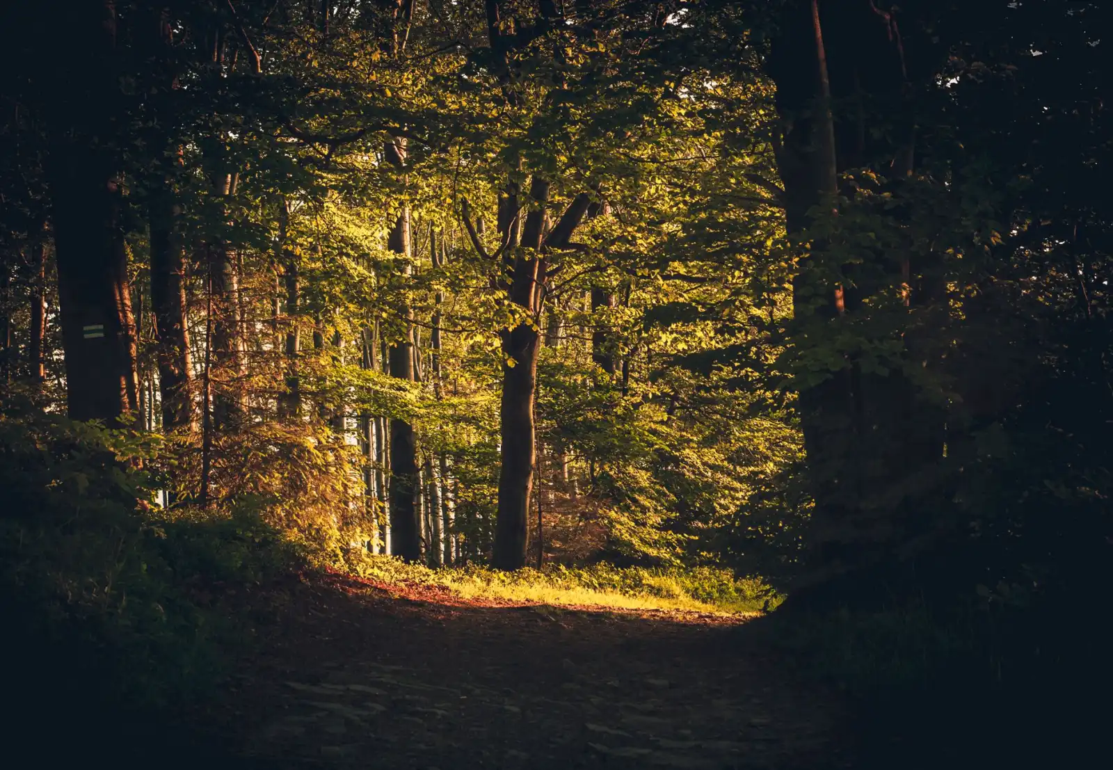 A quiet forest path in warm autumn light.